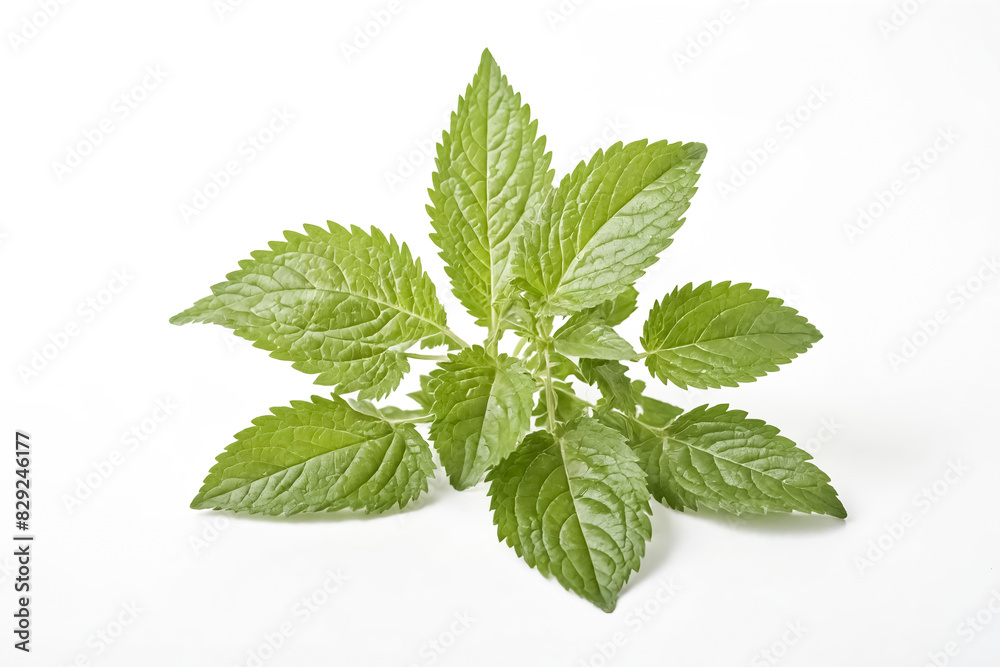 Fresh Green Mint Leaves Isolated on White Background Fresh Green Mint Leaves Isolated on White Background