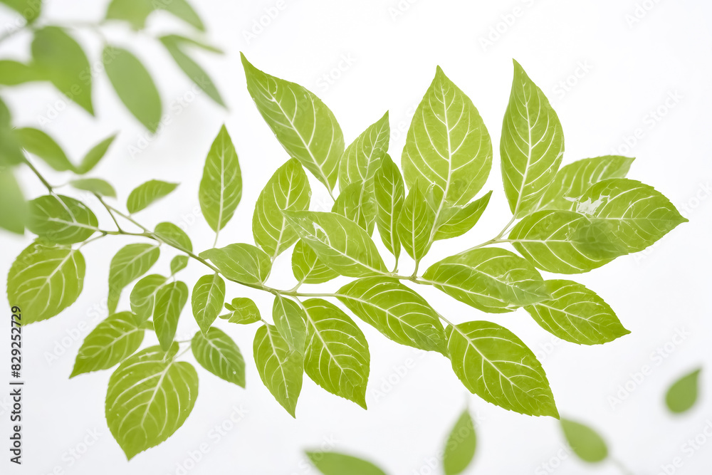 Green Leaves on a White Background Green Leaves on a White Background