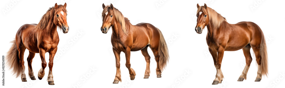 Set of three brown horses standing, isolated on transparent background Set of three brown horses standing, isolated on transparent background