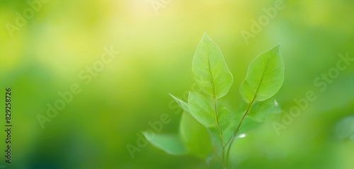leaf bokeh background, providing a captivating and nature-inspired visual that complements your artwork.