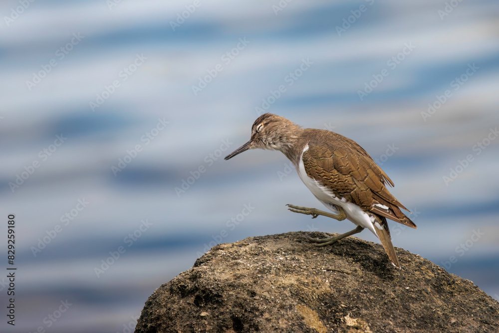 浜辺で羽づくろいする美しいイソシギ（シギ科）。

日本国東京都大田区、東京港野鳥公園にて。
2023年撮影。

Beautiful Common sandpiper (Actitis hypoleucos, family comprising snipes) in Grooming feathers　on the beach.

Tokyo Port Wild Bird Park, Ota-ku,