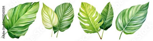 a Thalia Leaf, Tropical Leaves, watercolor illustration, isolated on transparent background photo