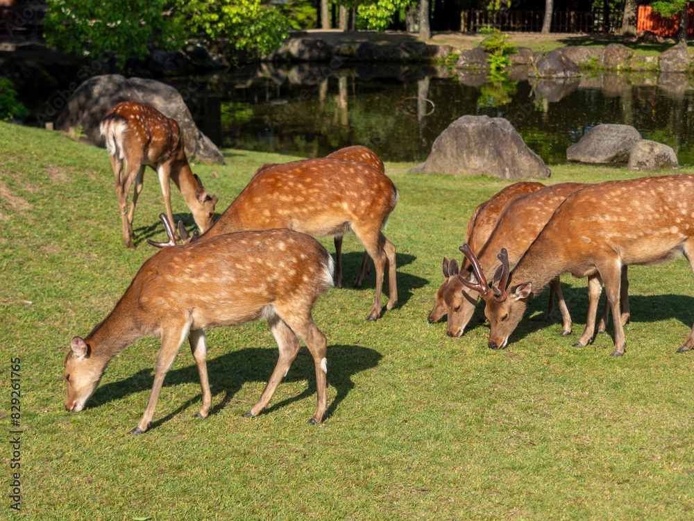 【奈良公園】芝を食べる鹿の群れと池の風景 【奈良公園】芝を食べる鹿の群れと池の風景