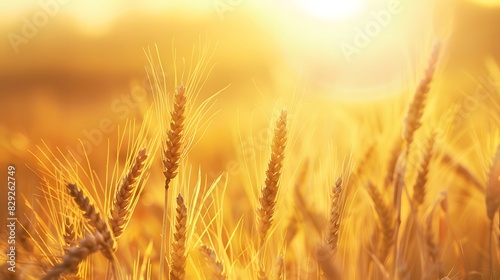 Sunlight shining on golden wheat field in the country