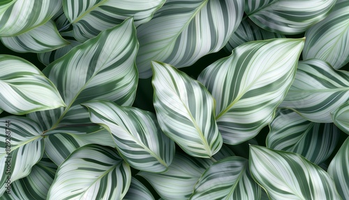 Patterned background with gray calathea lutea leaf photo