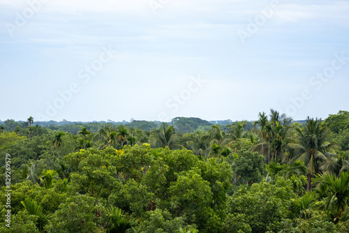 Beautiful vibrant background consisting of trees from the rainforest, where forest trees touch the light blue sky. Delightful landscape of Bangladesh. Watching the forest and sky from a high position.