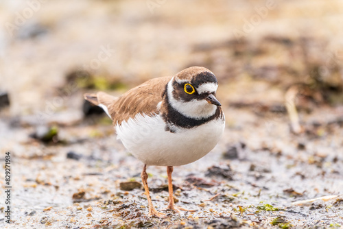 Slika na platnu Little ringed plover (Charadrius dubius), bird standing on the lake shore
