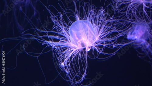 Closeup shot of Spirocodon Saltator, the endemic jellyfish of Japan floating underwater. 4K  photo