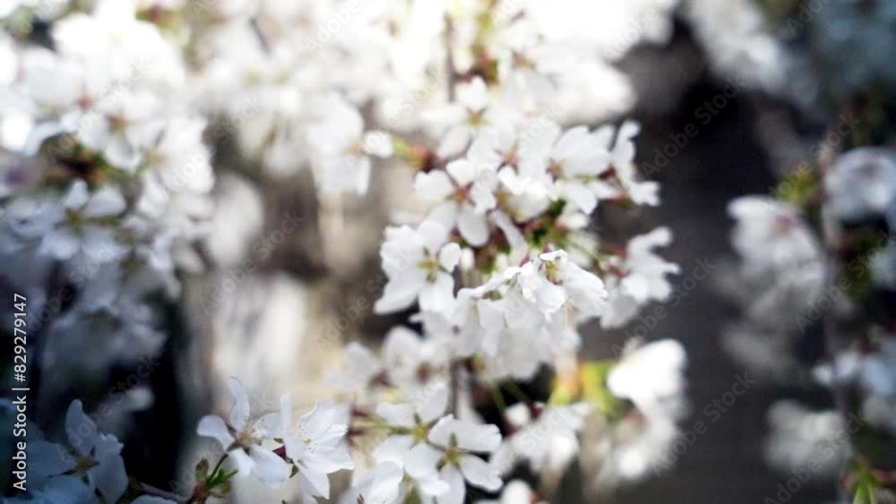 Blossoming flowers on tree close up Shamong New Jersey 4k Blossoming flowers on tree close up Shamong New Jersey 4k