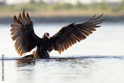 A turkey vulture (Cathartes aura) taking a bath at Myakka River State Park, Florida photo