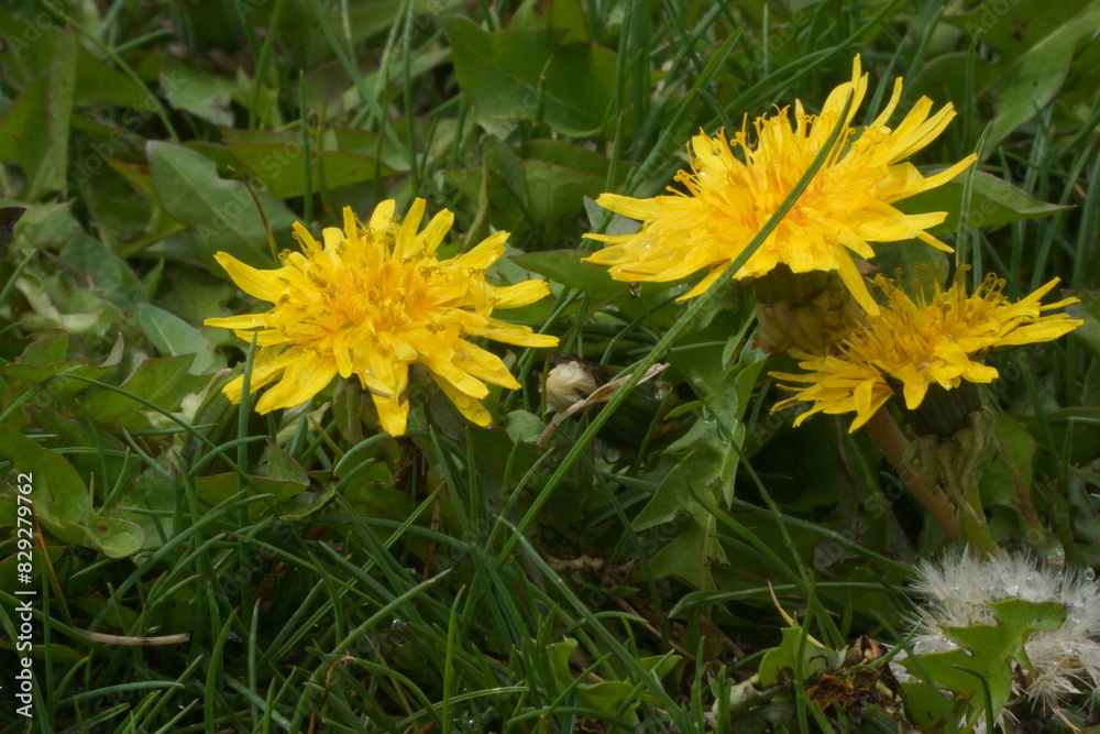 Macro of dandelion flower in grass