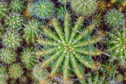 Variety of green cactus plants in pots. Cactus farming as a hobby concept. 