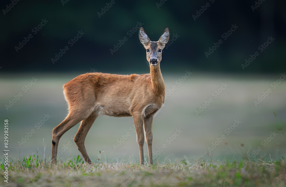 Obraz premium Roe deer female ( Capreolus capreolus )