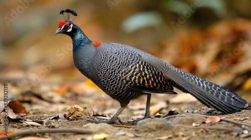 Close Up of Grey Peacock-Pheasant Bird Feathers in China