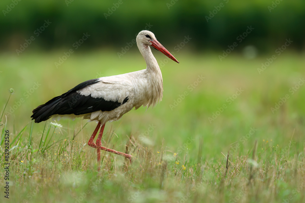 White stork bird ( Ciconia ciconia ) White stork bird ( Ciconia ciconia )