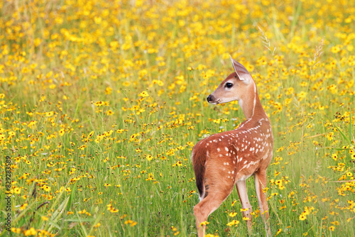 A baby white-tailed deer (Odocoileus virginianus), a fawn, in a field of yellow flowers at Myakka River State Park, Florida
