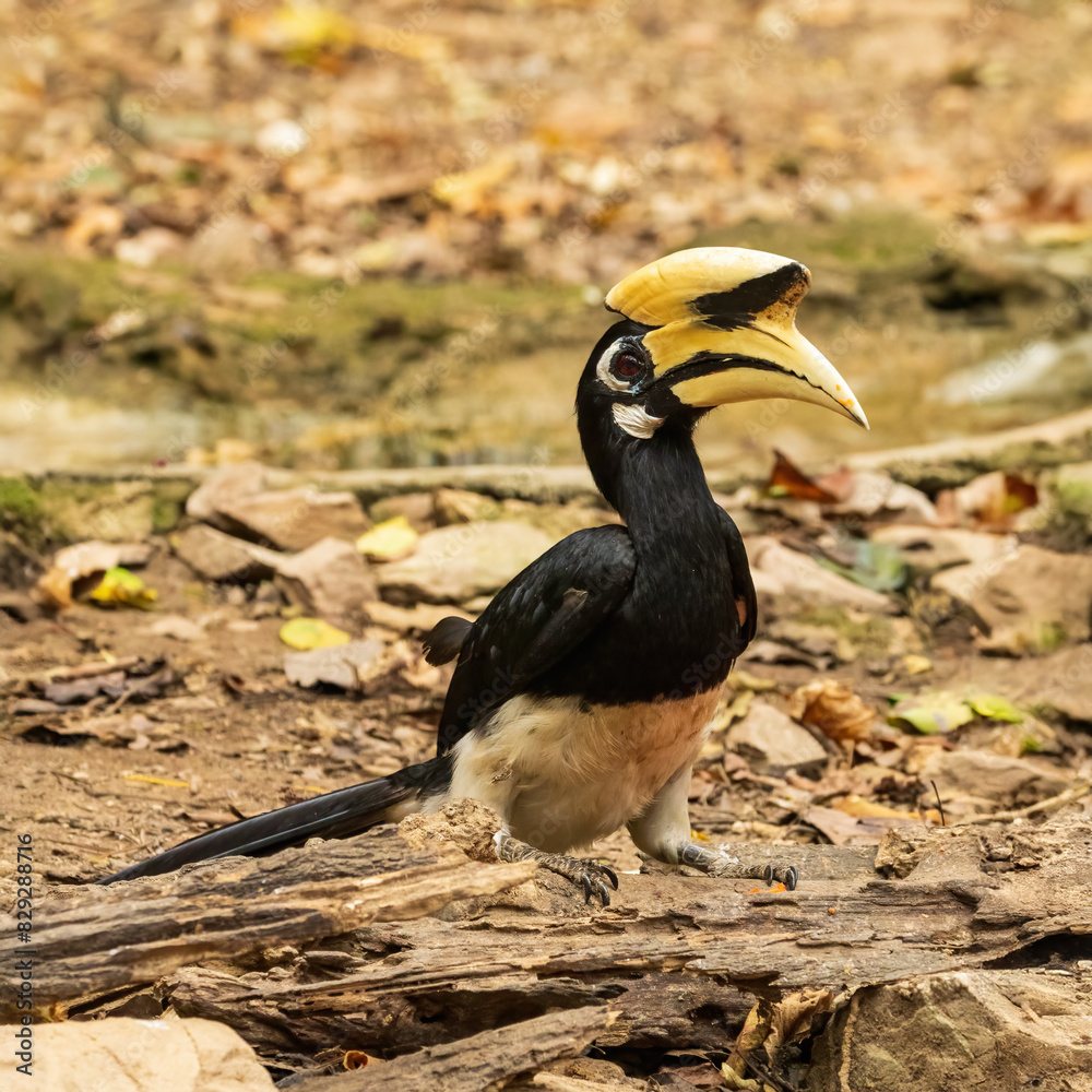 The Oriental Pied Hornbill (Anthracoceros albirostris) is a medium-sized hornbill with striking black and white plumage. It features a large, curved bill topped with a prominent casque. The Oriental Pied Hornbill (Anthracoceros albirostris) is a medium-sized hornbill with striking black and white plumage. It features a large, curved bill topped with a prominent casque.