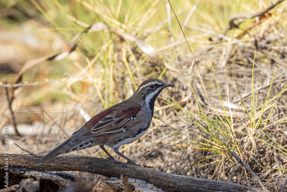 The Chestnut Quail-thrush (Cinclosoma castanotum) is a medium-sized ground-dwelling bird with striking chestnut plumage on its back and wings, a black face mask, and a white throat. The Chestnut Quail-thrush (Cinclosoma castanotum) is a medium-sized ground-dwelling bird with striking chestnut plumage on its back and wings, a black face mask, and a white throat.