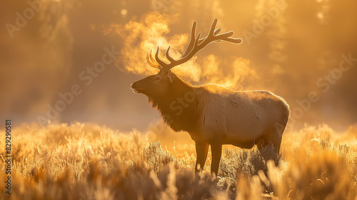 Large elk stands in a field of tall grass. The sun is shining brightly  casting a warm glow over the scene. The elk appears to be in a peaceful and serene environment  enjoying the beauty of nature