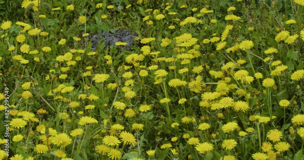 A lush field with thousands of yellow dandelions. Medicinal herb. A lush field with thousands of yellow dandelions. Medicinal herb.