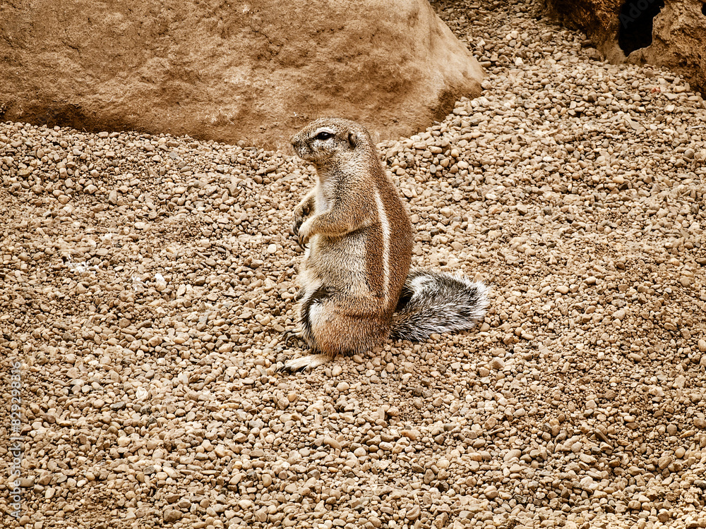 Fototapeta premium Meerkat on the ground