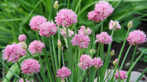 Growing chive blossoms in your garden