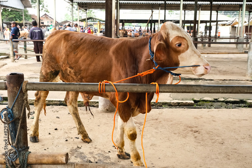 Brown Cow (sapi qurban) for the preparation for Eid al-Adha
 photo