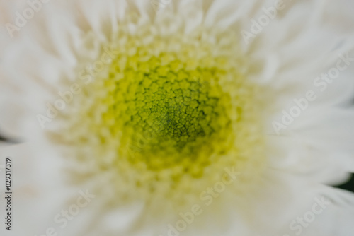 Centro de una flor en macro