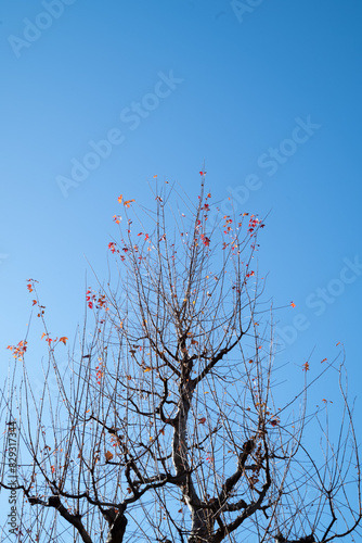 tree branches against blue sky