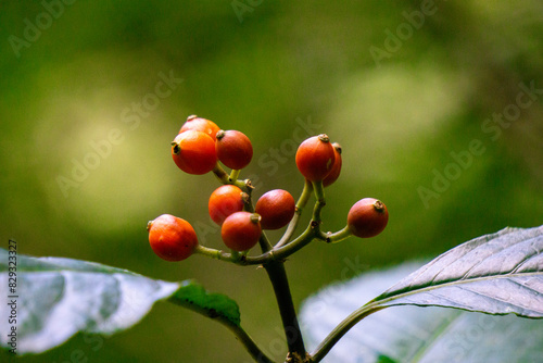 Palicourea racemosa. This plant grow in forest and woodland, savanna, shrubland, native grassland, wetlands (inland). photo