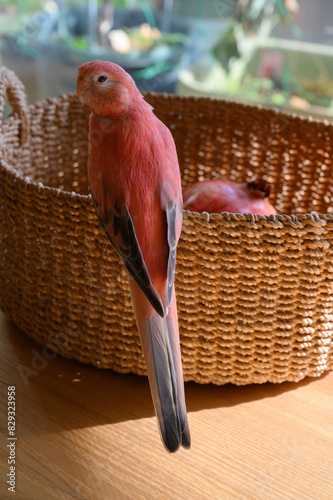 アキクサインコとザクロ