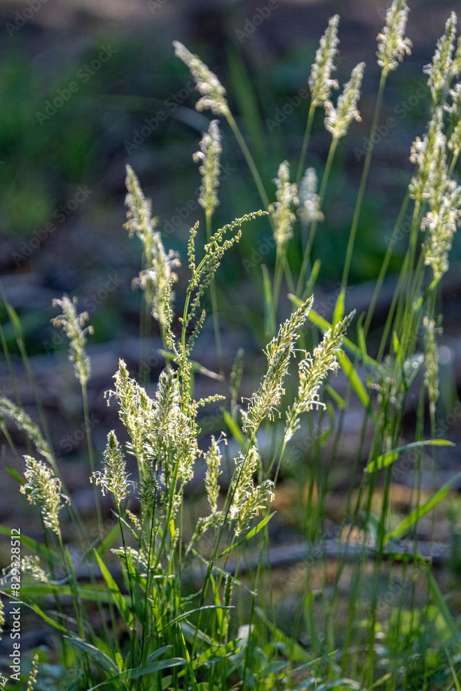 Bent on a green grass. Meadow .t. Wild grass. Nature meadow. Background of bent on field. Bent is grass which is used for lawns and is component of pasture and hay grasses Bent on a green grass. Meadow .t. Wild grass. Nature meadow. Background of bent on field. Bent is grass which is used for lawns and is component of pasture and hay grasses