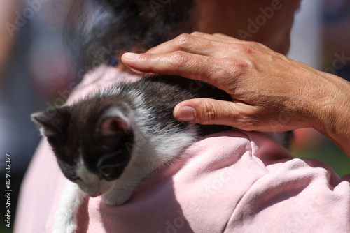 Shallow depth of field (selective focus) details with the hands of a woman holding a rescued kitten during an animal adoption event.