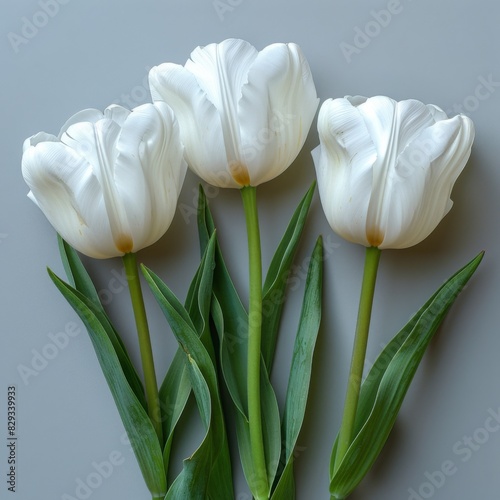White tulips on gray background. Flat lay, top view.