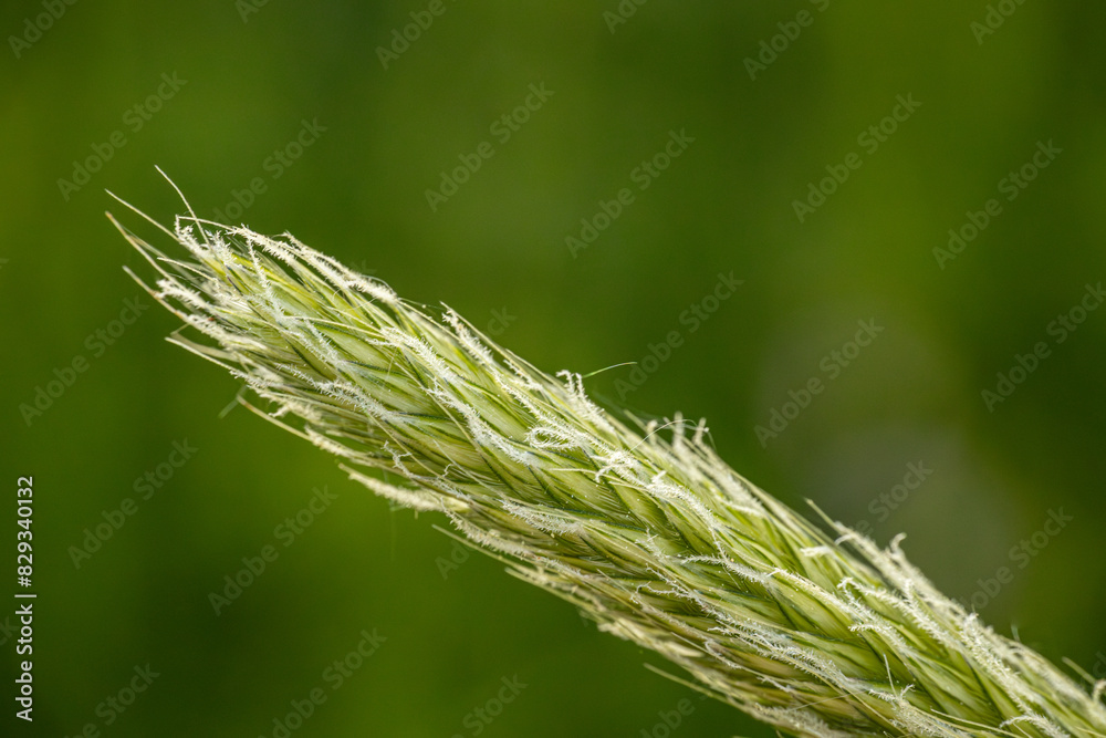 Detailed macro shot of a seed-head in bloom with yellow-brown seeds, set against a blurred green background. The intricate texture and details of the seeds are clearly visible. Detailed macro shot of a seed-head in bloom with yellow-brown seeds, set against a blurred green background. The intricate texture and details of the seeds are clearly visible.
