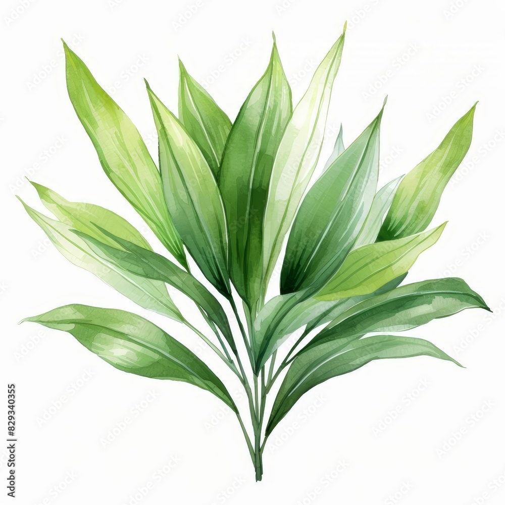 Photo of Tropical Leaves is Pandanus Leaf, Watercolor Clipart style , Isolated on white background Photo of Tropical Leaves is Pandanus Leaf, Watercolor Clipart style , Isolated on white background