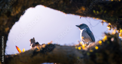 Bird perched on a tree branch, framed by a natural arch at Horton Plains National Park. photo