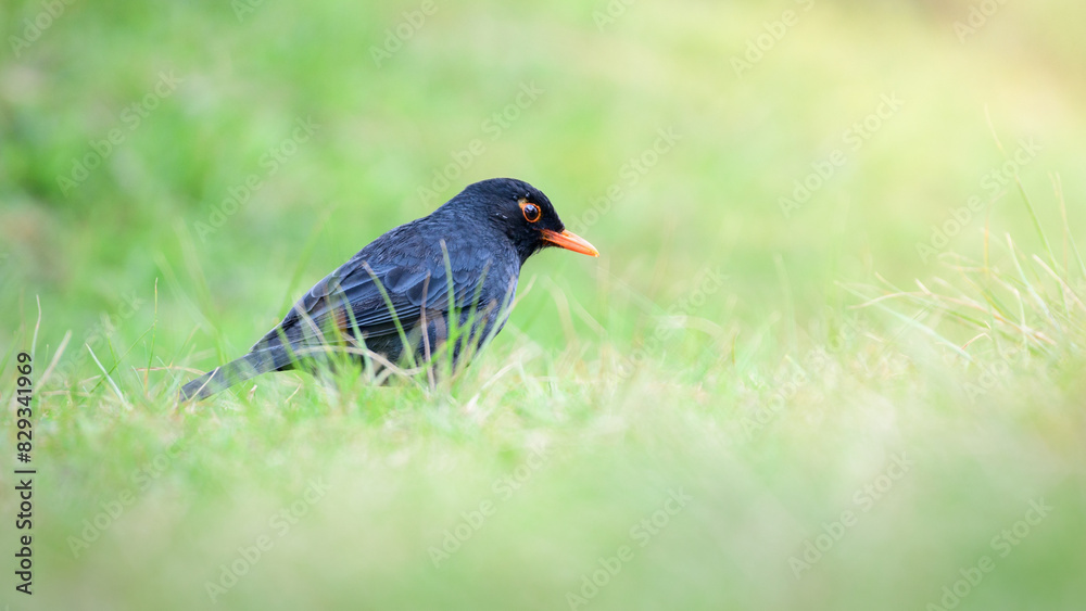 Indian Blackbird (Turdus simillimus kinnisii) foraging on the grassland at Horton Plains National Park Indian Blackbird (Turdus simillimus kinnisii) foraging on the grassland at Horton Plains National Park