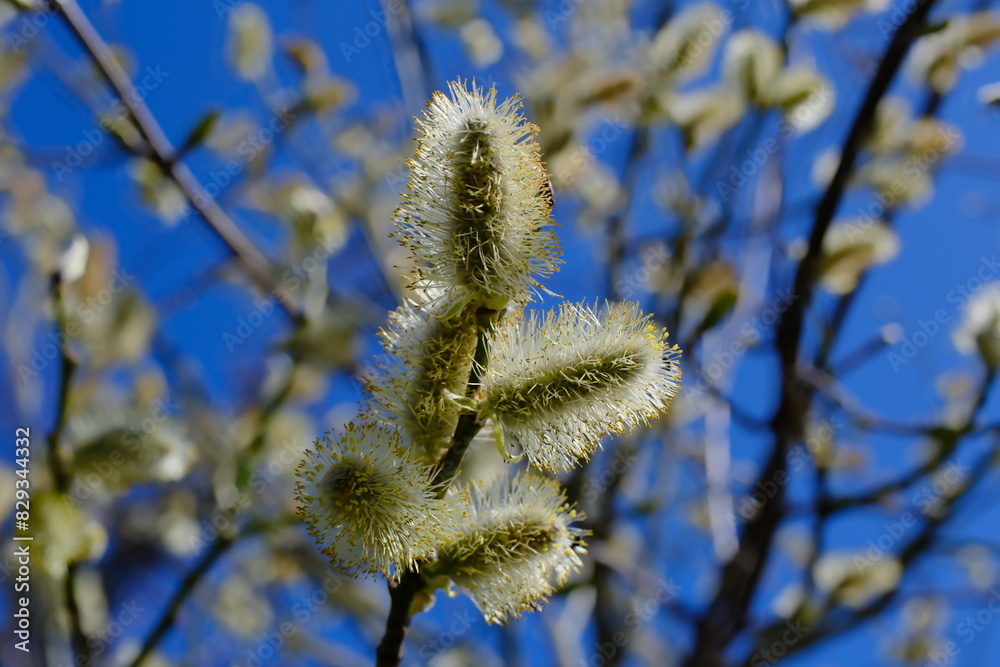 Goat willow or great sallow (Salix caprea) male catkin close-up on a blurred background