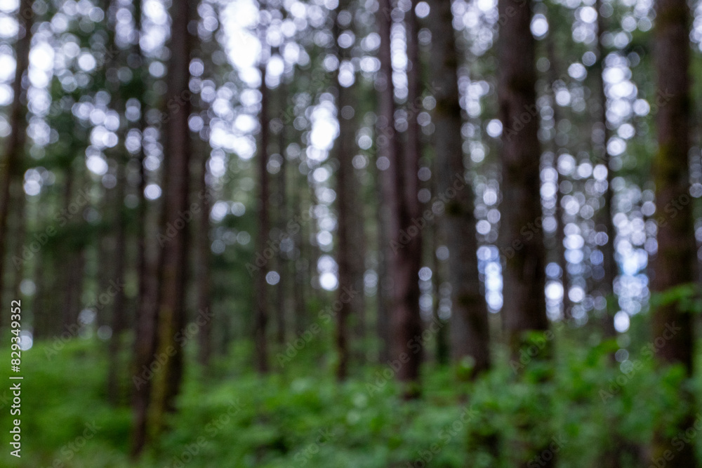 Out of focus - incorrect depth of field, of forest in Washington - PNW - pacific north west - timber Out of focus - incorrect depth of field, of forest in Washington - PNW - pacific north west - timber