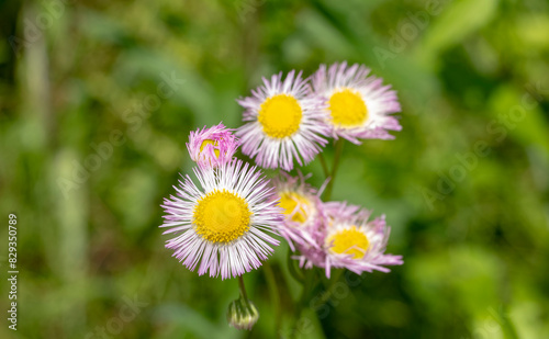 小さいハルジオンの花 photo