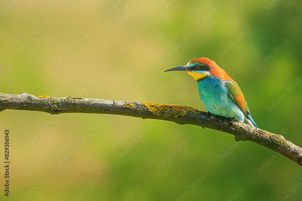 The male European bee-eater (Merops apiaster) on the branches