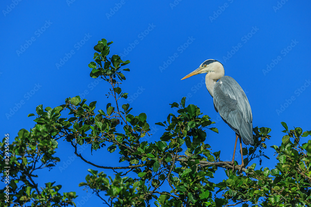 grey heron (Ardea cinerea) waiting in the tree. deep blue sky grey heron (Ardea cinerea) waiting in the tree. deep blue sky