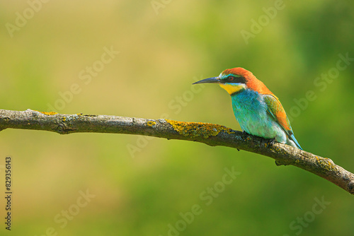 The male European bee-eater (Merops apiaster) on the branches