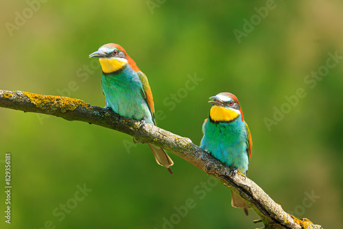 The male European bee-eater (Merops apiaster) two birds side by side