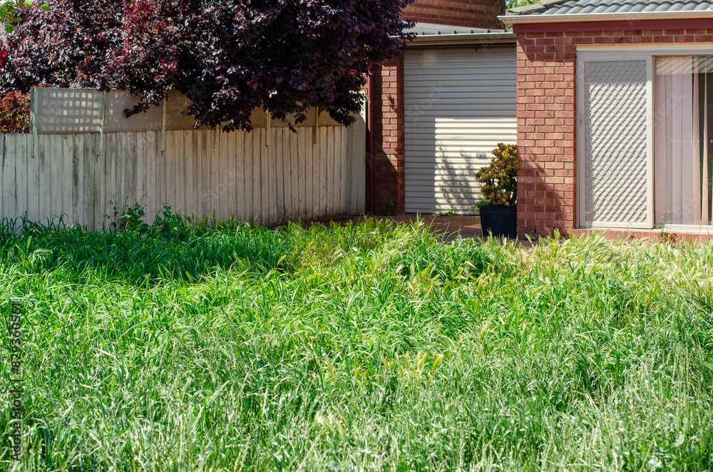 A neglected backyard garden with overgrown grass lawn of a residential suburban brick house.