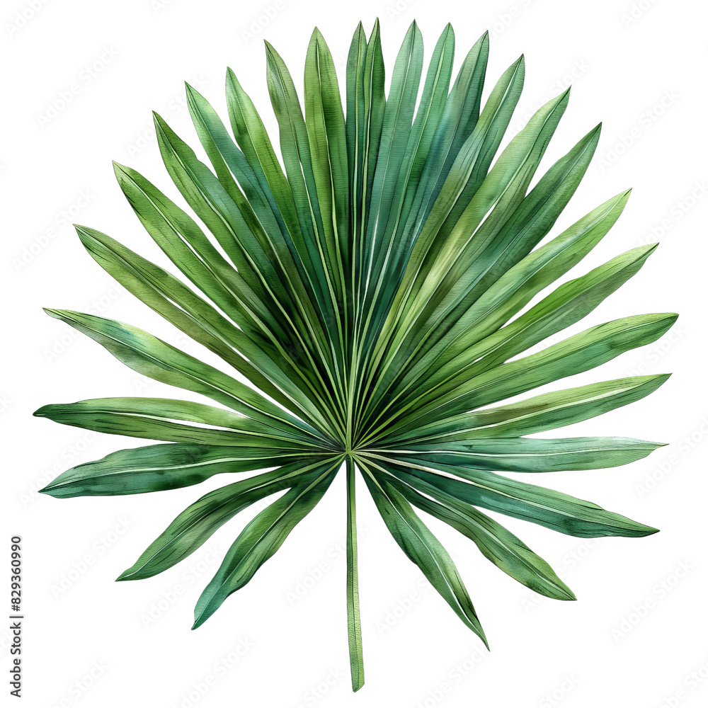 Top view of a lush green fan palm leaf isolated on a white background. Perfect for botanical, tropical, and nature-themed designs. Top view of a lush green fan palm leaf isolated on a white background. Perfect for botanical, tropical, and nature-themed designs.