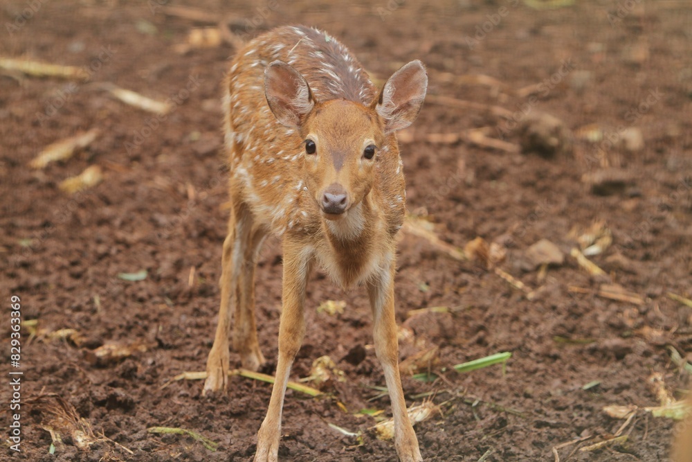Fototapeta premium A young axis deer roams the field