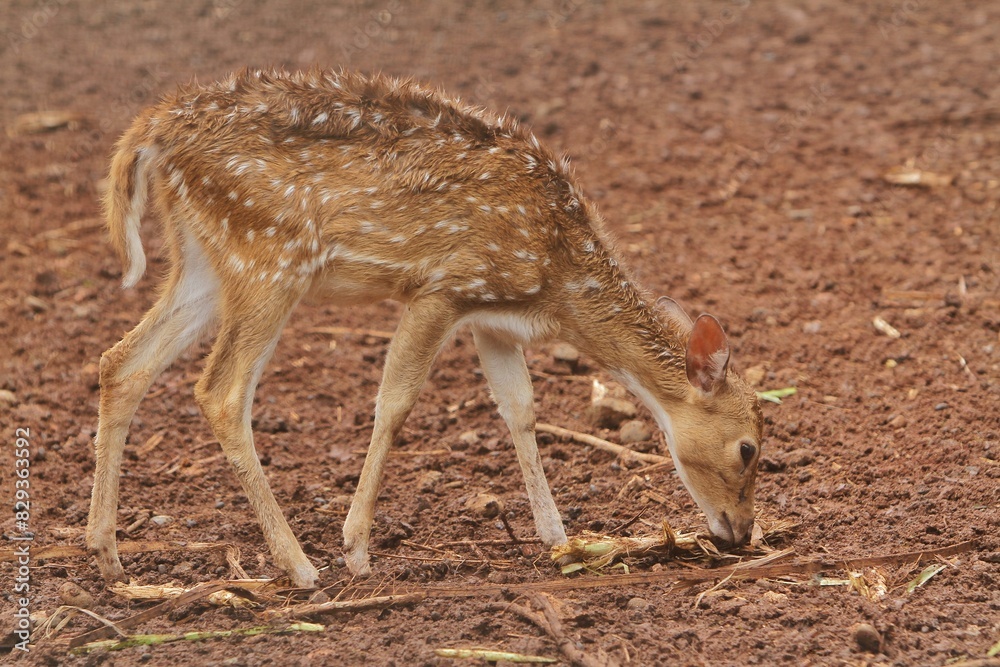 Fototapeta premium A young axis deer roams the field