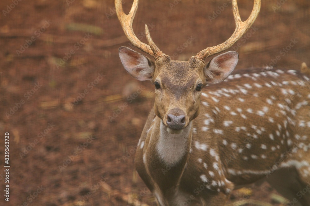 portrait of an adult axis deer looking at the camera portrait of an adult axis deer looking at the camera